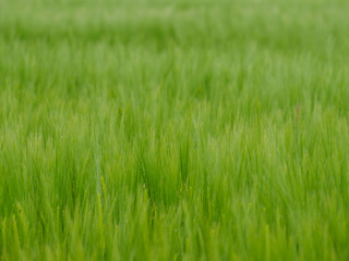 green grain field close up