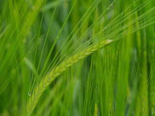 green grain field close up macro shot of cereal