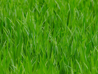 green grain field early growth phase