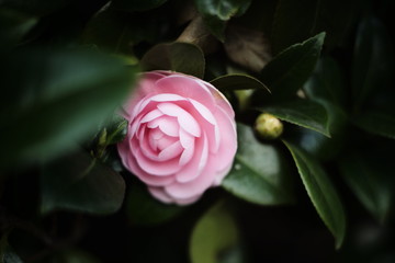 pink rose in garden