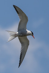 common tern flying