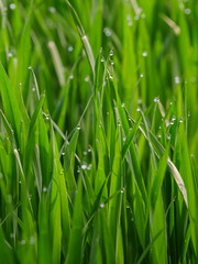 Fototapeta na wymiar green grain field early growth phase close up
