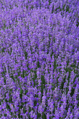 Close up Bushes of lavender purple aromatic flowers at lavender field