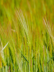 light green grain field medium growth phase close up