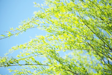 yellow flowers on blue background