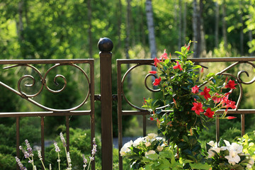 Piękna dekoracja w ogrodzie, kwiaty w doniczce, wykwintne metalowe ogrodzenie, las, ogród.