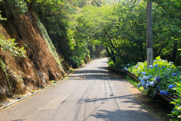 見帰りの滝へと続く山道と青色の紫陽花　佐賀県唐津市