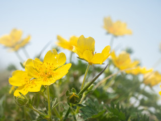 大雪山 ミヤマキンポウゲ 高山植物
