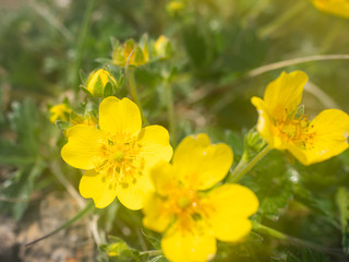 大雪山 ミヤマキンポウゲ 高山植物