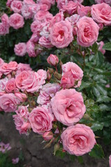 Pink rose in a English garden