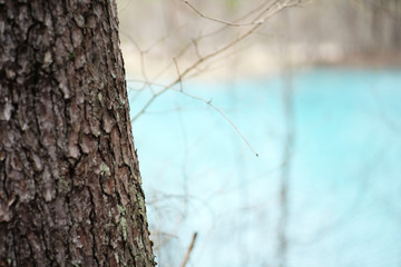 branches of a tree
