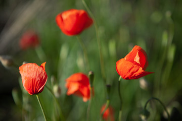 Close shot of red poppies in the evening sun with depth of field.