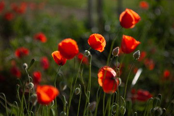 Fototapeta premium Close shot of red poppies in the evening sun with depth of field. The petals shine in the sun.