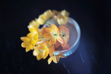 flower on black background