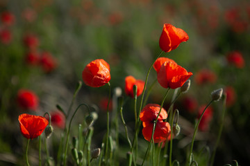 Close shot of red poppies in the evening sun with depth of field. The petals shine in the sun.