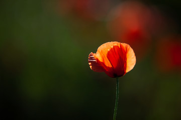 Close shot of a single red poppy in the evening sun with depth of field. The petals shine in the...