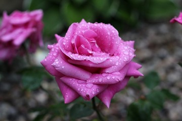 pink rose in the garden with dew drops