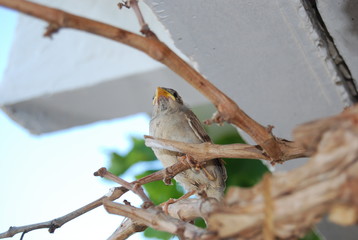 Sparrow Bird on Grape Vine