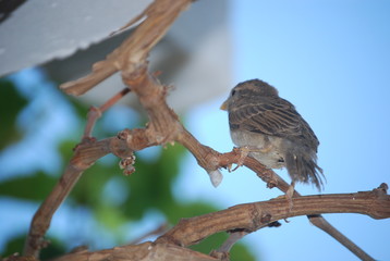 Sparrow Bird on Grape Vine