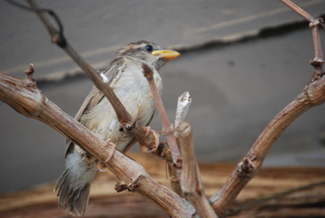 Sparrow Bird on Grape Vine