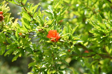 Pomegranate is used as an ornamental, raw food, juice, grenadine syrup, etc. It is also a herbal medicine.