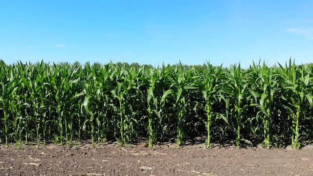 Cornfield. Green corn stalks. Green fields planted with agricultural plants. Farm land.