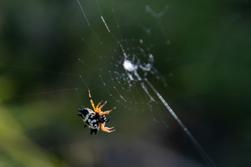 spider on web