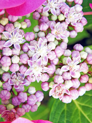 Fototapeta na wymiar Tiny flowers between flowers of hydrangea upside of green leaves. Yhis is a close-up shoot of a pink white purple big flower and her details. Vertical photography