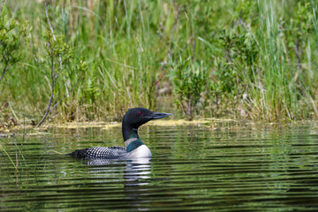 Common loon Swimming along Lake's Shore with Green Plants