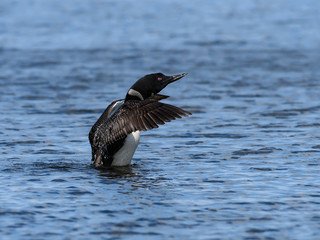 Common Loon Splashing Water With Open Wings