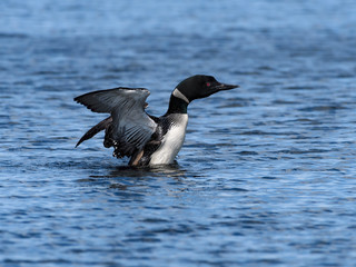 Common Loon Splashing Water With Open Wings