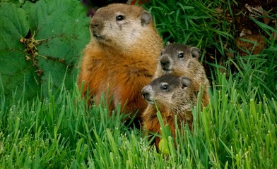 Mother groundhog and her cubs