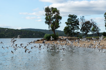 flying birds in lake