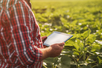 Farmer in a sunflowers field looking at green sunflower