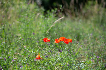 Red poppy flowers in the field, select focus