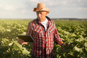 Farmer in a sunflowers field looking at green sunflower