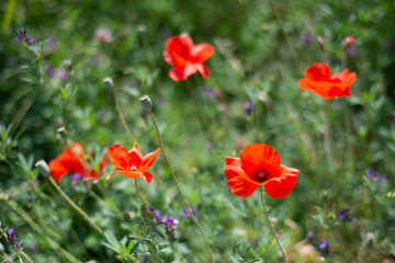 Red poppy flowers in the field, select focus