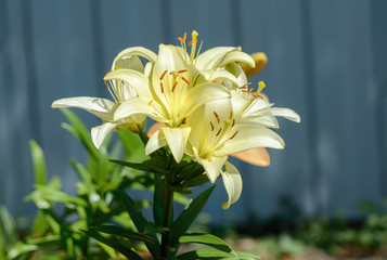 Yellow lily