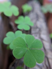 four leaf clover