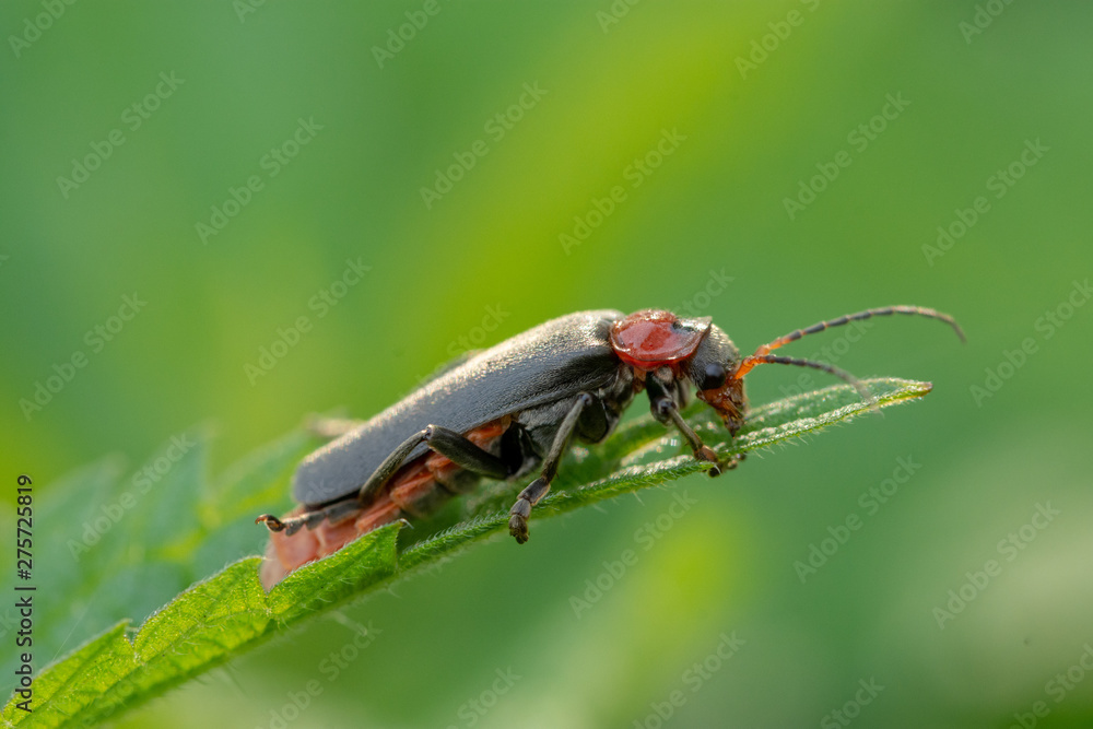 Canvas Prints Black-red beetle on grass (meadow)