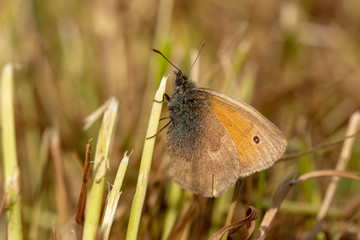 The small heath (Coenonympha pamphilus) - small butterfly on meadow