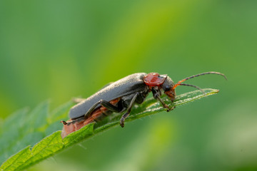 Black-red beetle on grass (meadow)