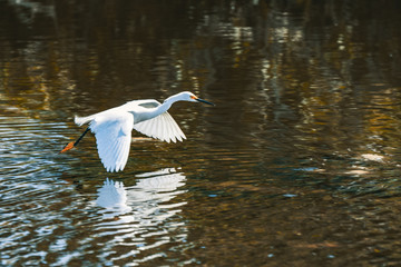nowy Egret taking flight at Merritt Island National Wildlife Refuge in Florida. 