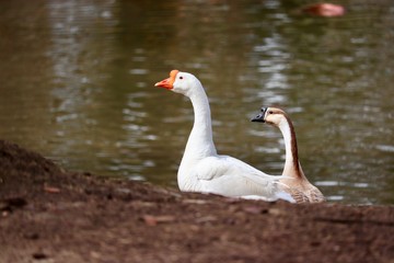 Geese next to a lake