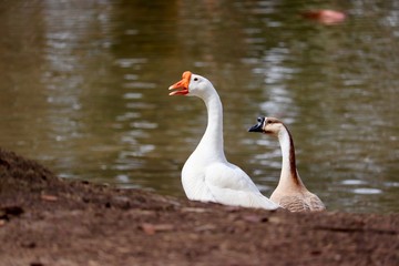 Geese next to a lake