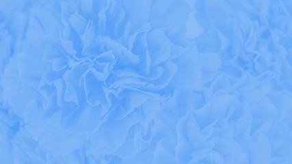 Blue gradient carnation flowers background. 16:9 panoramic format