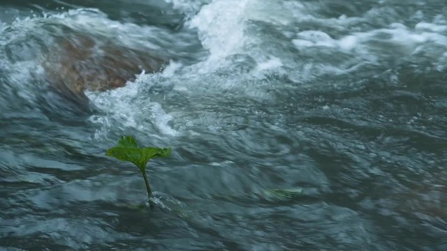 Mountain river water with fast closeup. Water beats on the stones. lonely green plant growing out of the river. The rapid flow of the river on 4k video.