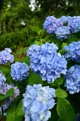 紫陽花