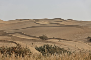 Fototapeta premium Sand dunes-tamarisk shrubs of the Taklamakan desert. Keriya river banks-Xinjiang-China-0205
