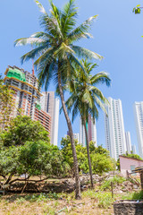 Fototapeta na wymiar Palms and high rise buildings in Joao Pessoa, Brazil